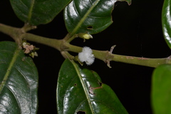 Lasianthus capitulatus